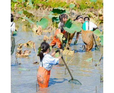 苏州研学基地趣味挖藕三六六社会实践邀你共赴田野体验探秘之旅